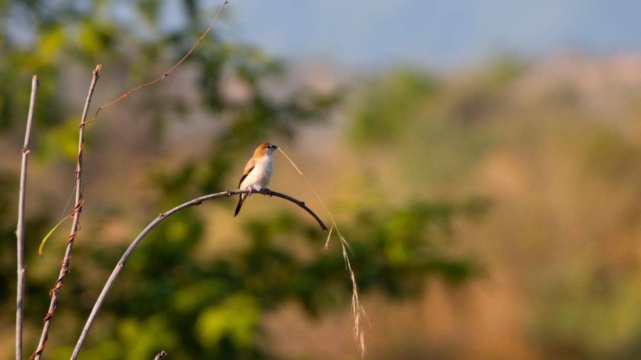 Dera Baghdarrah Nature Retreat 烏代浦 外观 照片