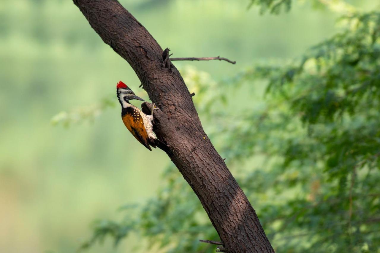 Dera Baghdarrah Nature Retreat 烏代浦 外观 照片