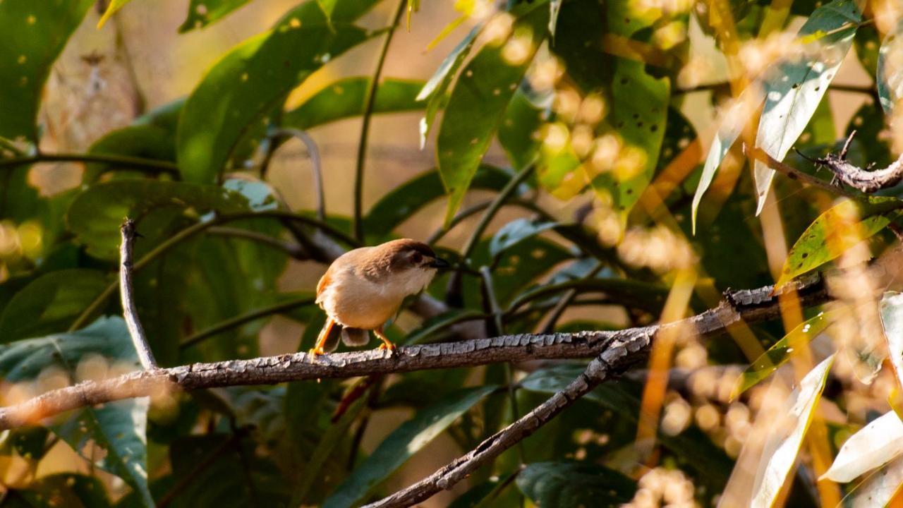 Dera Baghdarrah Nature Retreat 烏代浦 外观 照片