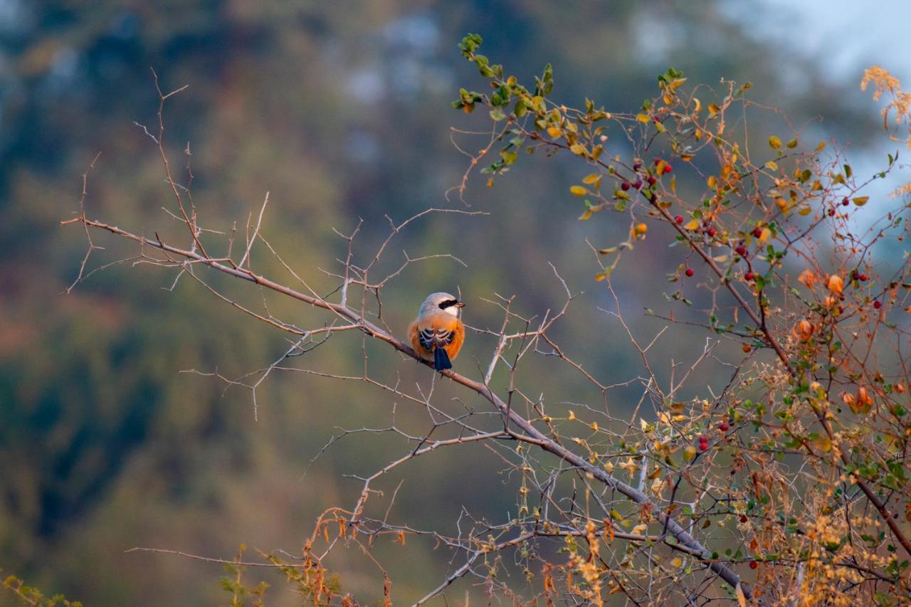 Dera Baghdarrah Nature Retreat 烏代浦 外观 照片