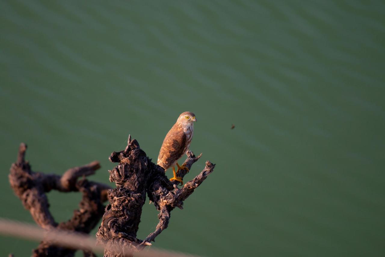 Dera Baghdarrah Nature Retreat 烏代浦 外观 照片